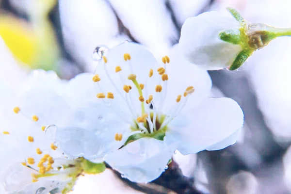 Beautiful white cherry blossom sakura flowers macro close up in spring time. Nature background with flowering cherry tree. Inspirational floral blooming garden or park. Pastel flower art design.