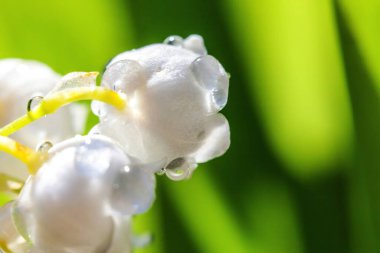 Yağmur sonra damla ile vadi veya Mayıs-zambak çiçekler güzel koku zambak