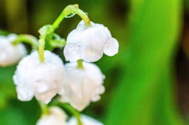 Yağmur sonra damla ile vadi veya Mayıs-zambak çiçekler güzel koku zambak