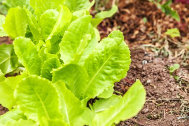 Yeşil yaprak marul salata sebze alanındaki bahçe yatak ile tarım alanı