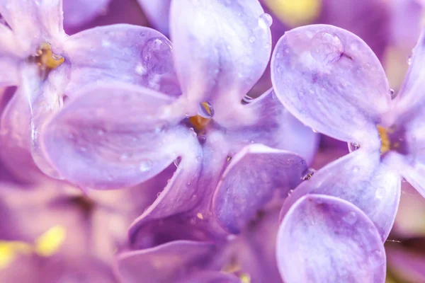 Hermoso olor violeta púrpura flores de flor de lila en primavera. Cerrar las ramas macro de lila con gotas de lluvia. Jardín o parque floreciente natural inspirador. Ecología naturaleza paisaje. — Foto de Stock