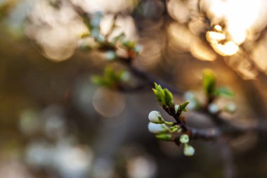 Baharda güzel beyaz kiraz çiçeği sakura çiçekleri. Çiçek açan kiraz ağacının doğası. İlham verici doğal çiçek açan bahçe ya da park. Pastel çiçek bağbozumu sanat tasarımı.