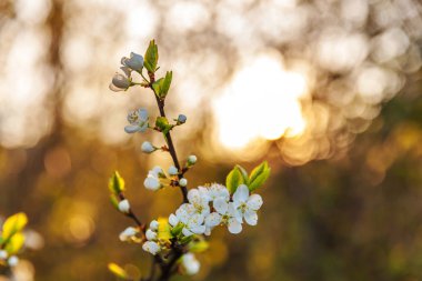 Baharda güzel beyaz kiraz çiçeği sakura çiçekleri. Çiçek açan kiraz ağacının doğası. İlham verici doğal çiçek açan bahçe ya da park. Pastel çiçek bağbozumu sanat tasarımı.