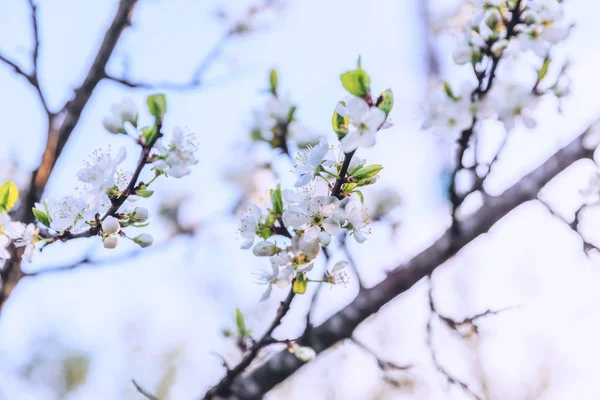 Bela flor de cereja branca flores sakura na primavera. Natureza fundo com árvore de cereja florido. Inspiração natural floral florescendo jardim ou parque. Pastel flor design de arte do vintage . — Fotografia de Stock