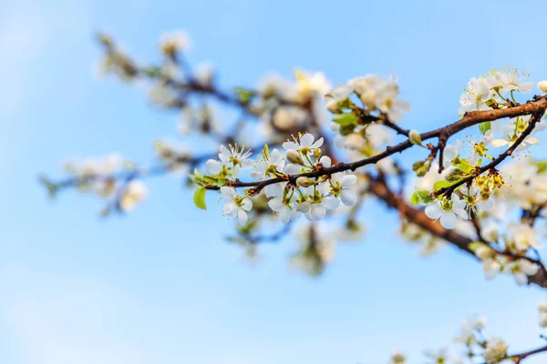 Bela flor de cereja branca flores sakura na primavera. Natureza fundo com árvore de cereja florido. Inspiração natural floral florescendo jardim ou parque. Pastel flor design de arte do vintage . — Fotografia de Stock