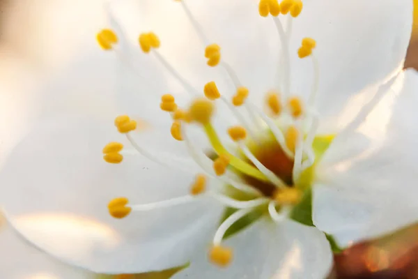 Hermosas flores de sakura de flor de cerezo blanco macro de cerca en primavera. Fondo natural con cerezo floreciente. Jardín o parque floreciente floral inspirador. Pastel flor arte diseño . — Foto de Stock