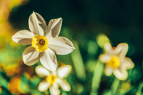 Blommande narcisser påsk liljor i sängen. Inspirerande naturlig blommig vår eller sommar blommande trädgård eller Park bakgrund — Stockfoto