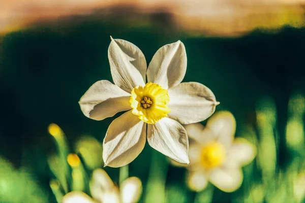 Blommande narcisser påsk liljor i sängen. Inspirerande naturlig blommig vår eller sommar blommande trädgård eller Park bakgrund — Stockfoto