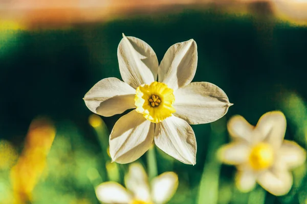 Blommande narcisser påsk liljor i sängen. Inspirerande naturlig blommig vår eller sommar blommande trädgård eller Park bakgrund — Stockfoto