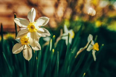 Yatakta çiçeklenme Narcissus nergis. Inspirational doğal çiçek bahar veya yaz bahçe veya Park arka plan çiçeklenme