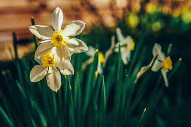 Yatakta çiçeklenme Narcissus nergis. Inspirational doğal çiçek bahar veya yaz bahçe veya Park arka plan çiçeklenme