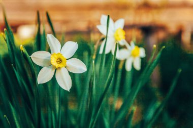 Yatakta çiçeklenme Narcissus nergis. Inspirational doğal çiçek bahar veya yaz bahçe veya Park arka plan çiçeklenme