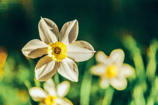 Blommande narcisser påsk liljor i sängen. Inspirerande naturlig blommig vår eller sommar blommande trädgård eller Park bakgrund — Stockfoto