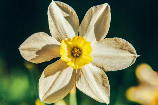 Blooming Narcissus daffodils in bed. Inspirational natural floral spring or summer blooming garden or park background — Stock Photo, Image