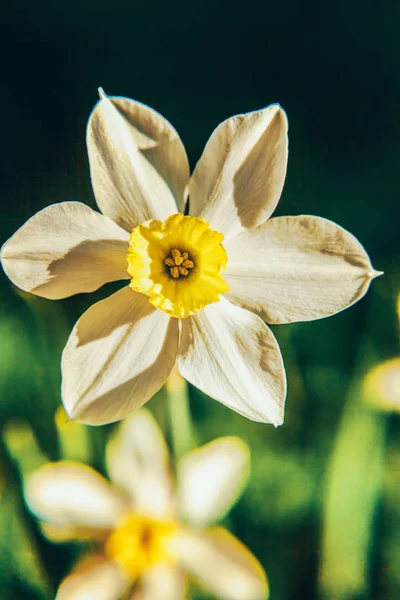 Цветущий нарцисс нарцисс в постели. Вдохновляющая натуральная цветочная весна или летний цветущий сад или парк — стоковое фото