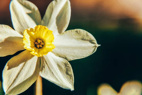 Blommande narcisser påsk liljor i sängen. Inspirerande naturlig blommig vår eller sommar blommande trädgård eller Park bakgrund — Stockfoto