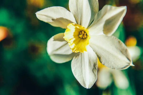 Blommande narcisser påsk liljor i sängen. Inspirerande naturlig blommig vår eller sommar blommande trädgård eller Park bakgrund — Stockfoto