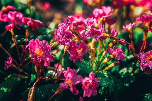 분홍색 꽃과 프림 로즈. 영감을 주는 자연 꽃 봄 또는 여름 개화 정원 또는 공원 배경 — 스톡 사진