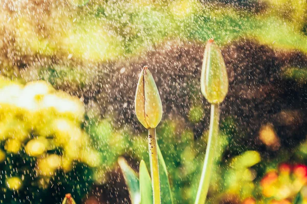 花郁金香开始绽放花蕾。鼓舞人心的天然花卉春天或夏季盛开的花园或公园背景 — 图库照片