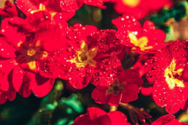 Kırmızı çiçekler ile Primrose. Inspirational doğal çiçek bahar veya yaz bahçe veya Park arka plan çiçeklenme