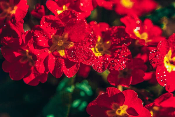 Primrose met rode bloemen. Inspirerende natuurlijke bloemen lente of zomerbloeiende tuin of Park achtergrond — Stockfoto