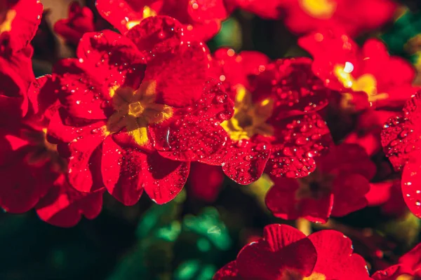 Primrose met rode bloemen. Inspirerende natuurlijke bloemen lente of zomerbloeiende tuin of Park achtergrond — Stockfoto