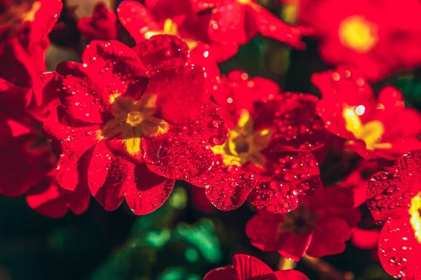 红花的普利姆罗斯。鼓舞人心的天然花卉春天或夏季盛开的花园或公园背景 — 图库照片