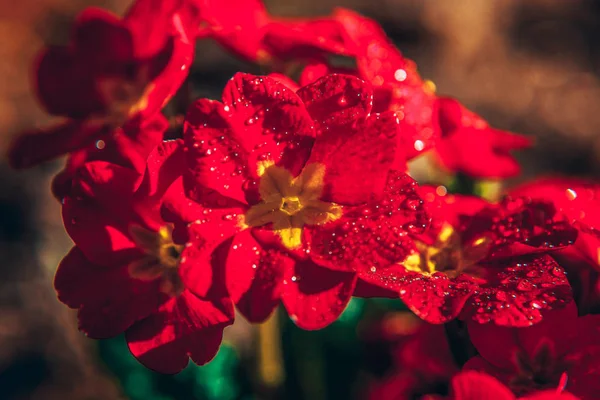 붉은 꽃과 앵 초. 영감을 주는 자연 꽃 봄 또는 여름 개화 정원 또는 공원 배경 — 스톡 사진