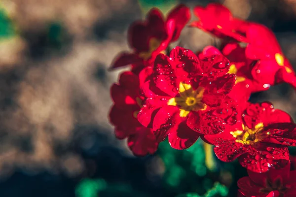 红花的普利姆罗斯。鼓舞人心的天然花卉春天或夏季盛开的花园或公园背景 — 图库照片