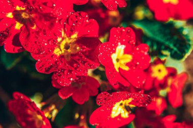 Kırmızı çiçekler ile Primrose. Inspirational doğal çiçek bahar veya yaz bahçe veya Park arka plan çiçeklenme