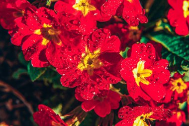 Kırmızı çiçekler ile Primrose. Inspirational doğal çiçek bahar veya yaz bahçe veya Park arka plan çiçeklenme