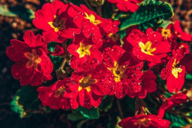 Kırmızı çiçekler ile Primrose. Inspirational doğal çiçek bahar veya yaz bahçe veya Park arka plan çiçeklenme