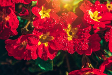 Kırmızı çiçekler ile Primrose. Inspirational doğal çiçek bahar veya yaz bahçe veya Park arka plan çiçeklenme