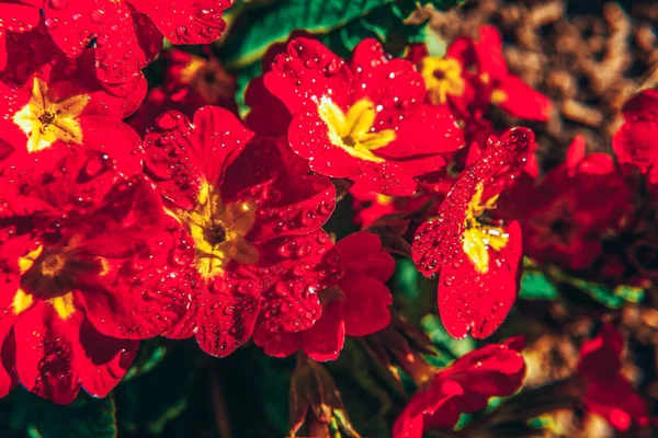 Primrose met rode bloemen. Inspirerende natuurlijke bloemen lente of zomerbloeiende tuin of Park achtergrond — Stockfoto