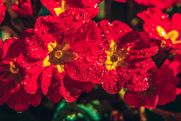 Primrose met rode bloemen. Inspirerende natuurlijke bloemen lente of zomerbloeiende tuin of Park achtergrond — Stockfoto