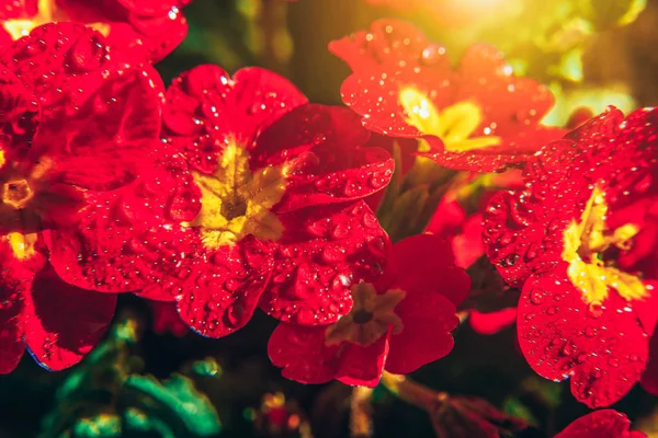 Onagra con flores rojas. Inspiración natural floral primavera o verano florecimiento jardín o parque de fondo — Foto de Stock