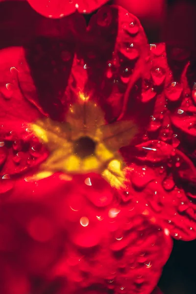 Primrose with red flowers. Inspirational natural floral spring or summer blooming garden or park background — Stock Photo, Image