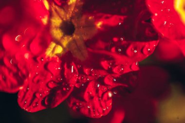 Kırmızı çiçekler ile Primrose. Inspirational doğal çiçek bahar veya yaz bahçe veya Park arka plan çiçeklenme