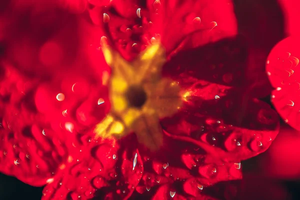 Kırmızı çiçekler ile Primrose. Inspirational doğal çiçek bahar veya yaz bahçe veya Park arka plan çiçeklenme — Stok fotoğraf