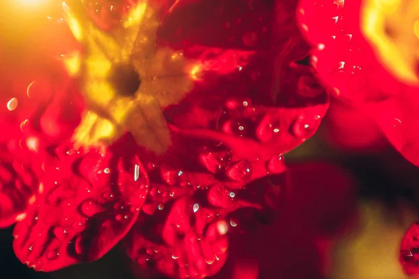 Primrose con fiori rossi. Ispirazione naturale floreale primavera o estate fioritura giardino o parco sfondo — Foto Stock