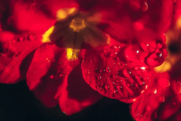 Primrose med röda blommor. Inspirerande naturlig blommig vår eller sommar blommande trädgård eller Park bakgrund — Stockfoto