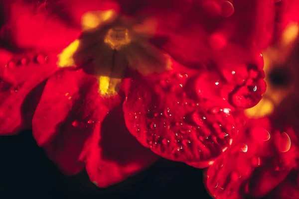 Prímula com flores vermelhas. Primavera floral natural inspirador ou verão florescendo jardim ou parque de fundo — Fotografia de Stock