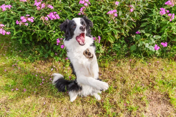 Ritratto all'aperto di carino smilling collie bordo cucciolo seduto su sfondo fiore erba. Nuovo grazioso membro della famiglia piccolo cane saltare e in attesa di ricompensa. Cura degli animali domestici e divertente concetto di vita degli animali — Foto Stock