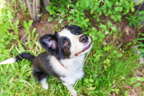 Vicces szabadtéri portréja aranyos smilling kölyök kutya border collie ül a zöld fű gyep a parkban vagy kert háttérben — Stock Fotó