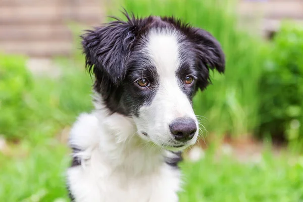 公園や庭の背景に緑の草の芝生に座ってかわいいスミリング子犬のボーダーコリーの面白い屋外の肖像画 — ストック写真