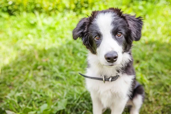 Park veya bahçe arka planda yeşil çim çim üzerinde oturan sevimli gülümseme yavru köpek sınır Collie komik açık portre — Stok fotoğraf