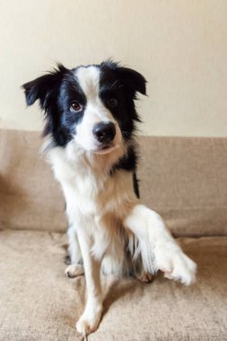 Şirin güleryüzlü köpek yavrusu köpek kenar kömür ocağı kanepede komik portresi. Aile küçük köpek evde yeni güzel üyesi bakarız ve ödül için bekliyor. Evde beslenen hayvan kaygı ve hayvanlar kavramı.