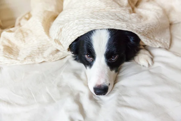 Πορτρέτο του χαριτωμένο χαμογελαστό κουτάβι σκυλί συνόρων Collie θέσει σε μαξιλάρι κουβέρτα στο κρεβάτι. Μη μ 'ενοχλείς.' σε με να κοιμηθώ. Μικρό σκυλί στο σπίτι ξαπλωμένο και κοιμισμένο. Κατοικίδια συντροφιάς φροντίδα και αστεία κατοικίδια ζώα έννοια της ζωής. — Φωτογραφία Αρχείου