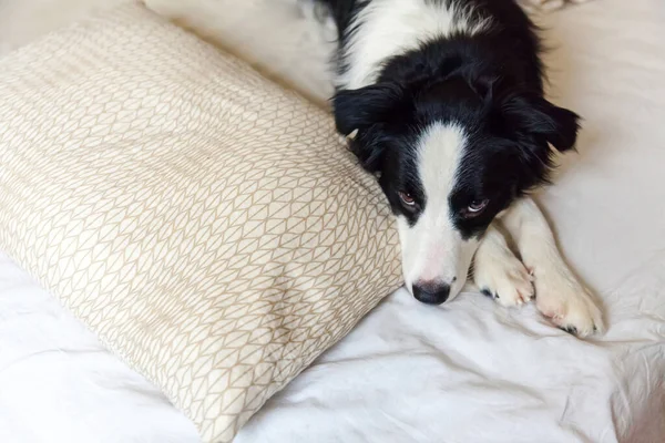 Yatakta yastıklı battaniyeye uzanmış gülümseyen köpek yavrusunun portresi. Beni rahatsız etme, uyumama izin ver. Evde yatan ve uyuyan küçük bir köpek. Hayvan bakımı ve komik hayvan hayvan yaşam konsepti. — Stok fotoğraf