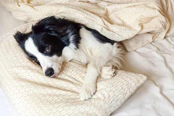 Portret van schattige glimlachende puppy hondenrand collie lag op kussen deken in bed. Stoor me niet, laat me slapen. Kleine hond thuis liggend en slapend. Dierenverzorging en grappige huisdieren leven concept. — Stockfoto